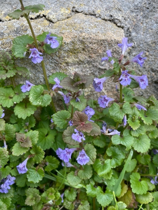 <p>Bršljanasta grenkuljica-Glechoma hederacea</p>