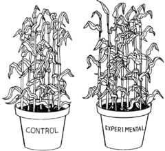 <p>Factors kept identical across all test groups to ensure valid cause-and-effect results.</p>