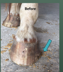 <p>which side of the hoof develops flares</p>