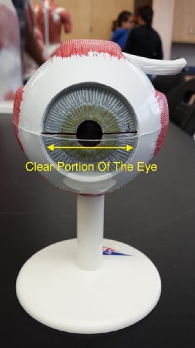 <p>What part of the eye is this?</p>