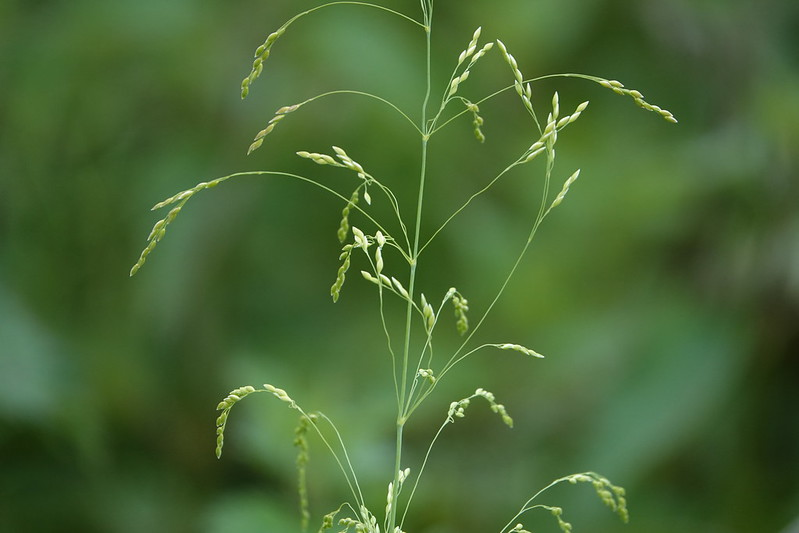 <p>Hässlebrodd   (Stora vippor. Blad hänger ofta neråt)</p>