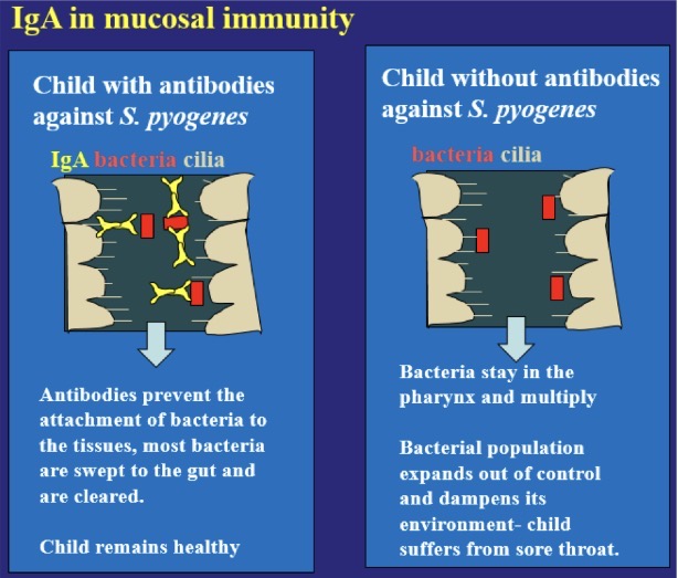 <p><strong><u>Obj. 2</u></strong></p><p>Differentiate the four main types of infectious disease - toxigenic, <strong>extracellular</strong>, facultative intracellular, obligate intracellular-including their basic characteristics, common pathogens, and the most important host defenses.</p><ol><li><p><strong><u>Extracellular Infection</u></strong></p></li></ol><ul><li><p>Antibodies and neutrophils are important for mucosal host defense.</p></li></ul><p></p>