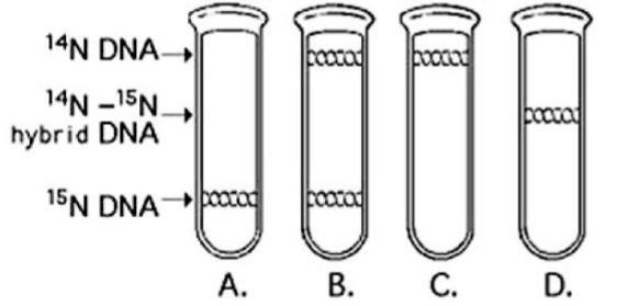 <p>57) In the late 1950s, Meselson and Stahl grew bacteria in a medium containing "heavy" (radioactive) nitrogen (15N) and then transferred them to a medium containing 14N (non-radioactive). Which of the results in the figure would be expected after one round of DNA replication in the presence of 14N?</p><p>A) A </p><p>B) B </p><p>C) C </p><p>D) D</p>