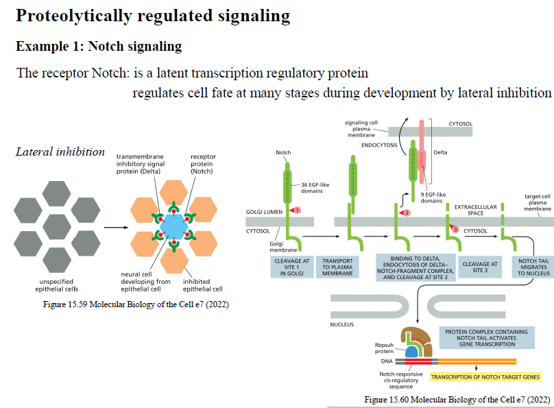 <p>Notch aktiveres ved kontakt mellem naboceller via Delta.</p><p>Ligandbinding fører til proteolytisk kløvning af Notch, så receptorens intracellulære del frigives og går til nucleus, hvor den regulerer target genes.</p><p>Notch signaling er vigtig for:</p><ul><li><p>celle fate determination</p></li><li><p>lateral inhibition under udvikling.</p></li></ul><p></p>