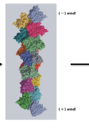 <p>F-actin (filamentous actin)</p>