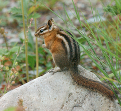 <p>Small furry animals with stripes on their backs like squirrels.</p>