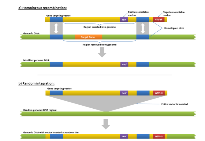 <p>The selectable marker could have integrated into a random genomic DNA region rather the region we want it inserted into via homologous recombination </p><ul><li><p>these cells would also have the selectable marker</p></li></ul><p></p><p>We can avoid this by using positive and negative selection</p><ul><li><p>positive marker we want to select from located within the region we want to insert (between gene targeting region which is supposed to undergo homologous recombination)</p></li><li><p>negative selectable marker is added outside the homologous recombination region → after homologous recombination, negative selective marker should not be added</p></li><li><p>expose the DNA to something which will make it die if it contains the negative selectable marker</p></li></ul><p></p>