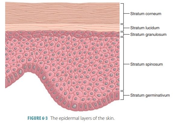 <p>Stratum Spinosum</p>