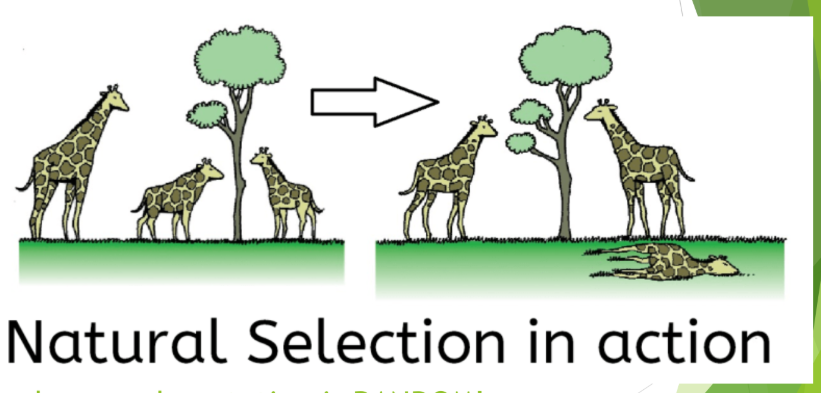<p>Natural Selection = Non-Random</p><p>Natural Selection acts ON genetic variation – it is the only mechanism of evolution that leads to adaptation</p><p>Individuals with genes that help them to survive will reproduce and pass along those genes!</p><p>This is dependent on the environment of the population – natural selection creates individuals better suited to that environment!</p>