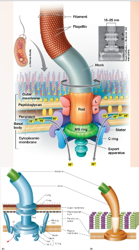 <p>-Filament: extends from the cell, and is composed of the protein flagella arranged in a helix.</p><p></p><p>-Basal Body (motor): embedded in the cell envelope, includes the rotor and stator, complex multiprotein structure.</p><p>-Harnesses proton motive force to turn the filament.</p><p>-Because of differences in cell envelope structure the basal body of gram-positive and gram-negative bacteria differ.</p><p></p><p>-Hook: short curved segment, attaches filament to basal body.</p>