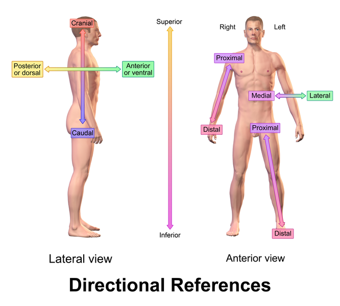 <p>Lateral view and anterior view</p>