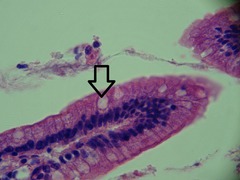 <p>only in columnar</p>