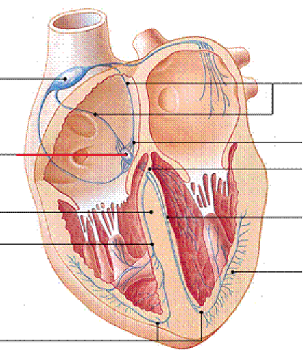 <p>Name the structure</p>