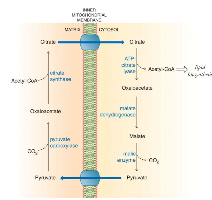 <p>citrate and pyruvate can cross the mitochondrial membrane via specific transport proteins - citrate-malate or citrate-pyruvate shuttle - since acetyl-CoA can’t travel freely across the inner mitochondrial membrane - lipid biosynthesis </p>