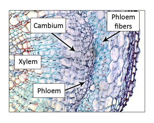 <p>cylinder of meristematic cells that produces secondary xylem inward and secondary phloem outward</p>