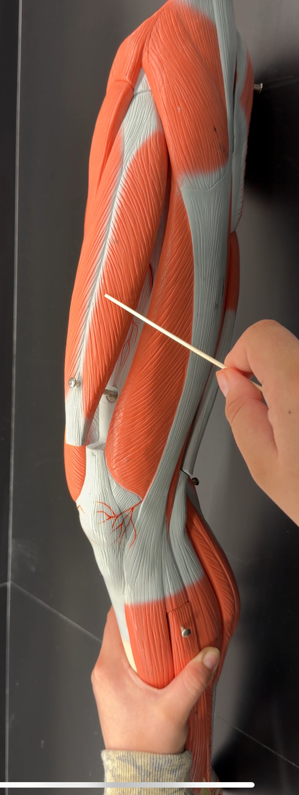 <p>name the muscle and its function</p>