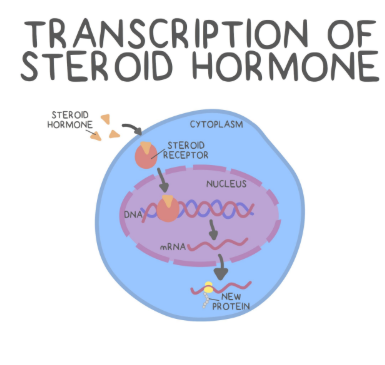 <p>They are <strong>lipophillic hormones </strong>and can pass directly through a cellular membrane.</p><ul><li><p><strong>Lipid Soluble </strong>NOT water soluble.</p></li><li><p>Require association with <strong>water soluble transport protein </strong>to travel through the blood.</p></li></ul><p></p><ul><li><p><strong>Directly bind intracellular receptors </strong>of the cytoplasm or the nucleus</p><ul><li><p>Results in <strong>steroid receptor complexes </strong>that directly bind to NDA to affect transcription</p></li></ul></li></ul><p></p>