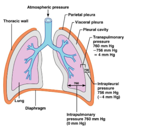 <p><span style="background-color: transparent;">The pressure that keeps the lungs expanded</span></p><p><span style="background-color: transparent;">TP = Intrapulmonary pressure - Intrapleural Pressure</span></p>