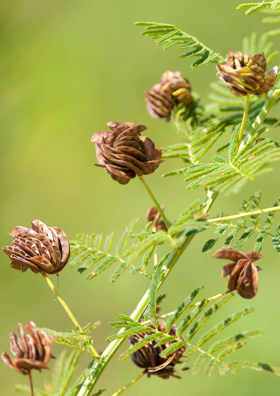 <p>Illinois bundleflower</p>