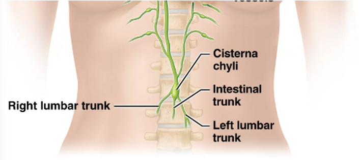 <p>large swollen vessel in which the intestinal trunk and lumbar trunks drain into</p><ul><li><p>Drains into the thoracic lymphatic duct</p></li></ul><p></p>