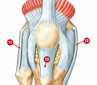 <p>13</p>