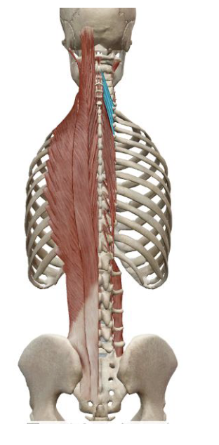 <p>which muscle, origin, insertion, innervation, and action is this</p>