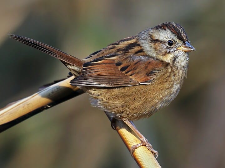 <p>swamp sparrow </p><p>darker sparrow<br>chocolate flanks <br>grey on face/neck</p>