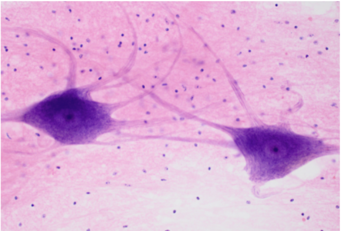 <p>What tissue is this?</p>