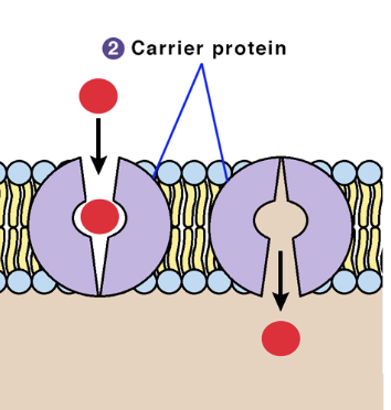 <p>passive transporter/carrier protein complex</p>
