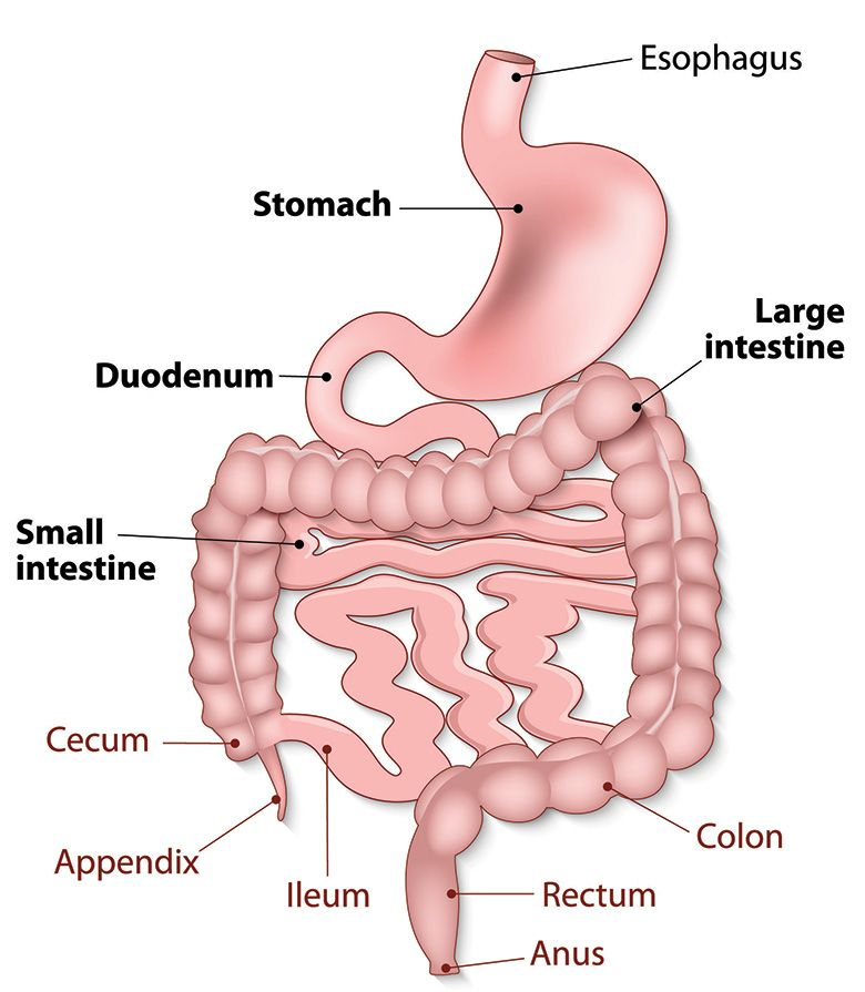 <p>Answer: Secretin, cholecystokinin, and gastric inhibitory peptide.</p><p>Extra Information:</p><ul><li><p>These hormones provide feedback from the duodenum.</p></li></ul><p></p>