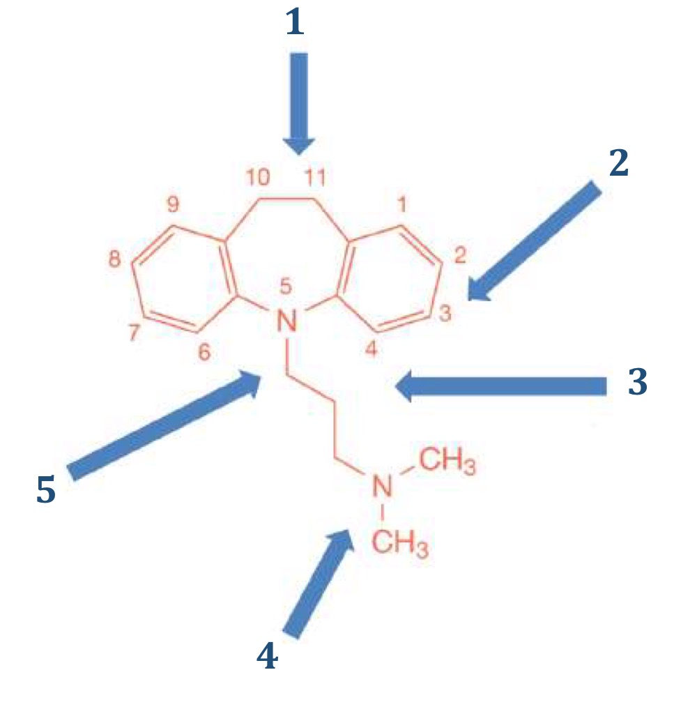 <ul><li><p>È essenziale per l'attività antidepressiva che i due nuclei aromatici non siano coplanari, ma affacciati. All'aumento dell'angolo diedro corrisponde un aumento dell'attività.</p></li><li><p>La ramificazione della catena non modifica sensibilmente l'attività, mentre un allungamento o un accorciamento della catena provocano dalla diminuzione alla perdita di attività. </p></li><li><p> La presenza della funzione amminica primaria (NH2) oppure terziaria (NMe2) conferiscono un'attività paragonabile ai composti, mente i derivati provvisti di ammina secondaria (NHMe) sono in genere più potenti. L'introduzione di una piperazina in catena laterale potenzia la componente sedativa centrale, che si manifesta subito tendenzialmente, al contrario degli effetti antidepressivi</p></li></ul><p></p>