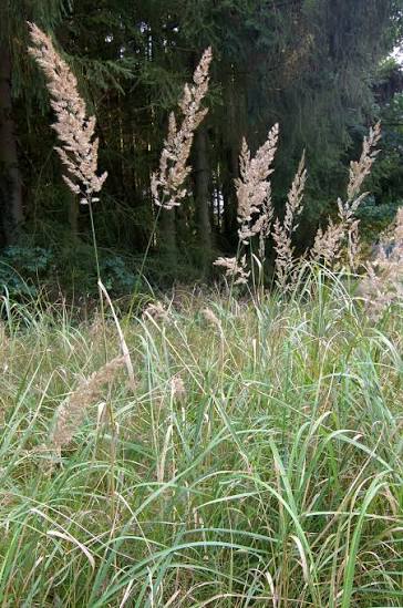 <p>Vippa lång, småax nästan gyttrade. Hår innanför skärmfjälll längre än ytteragn. Småax mörk kant. Blågrå blad o stjälk, vippa mörkbrun violett</p>