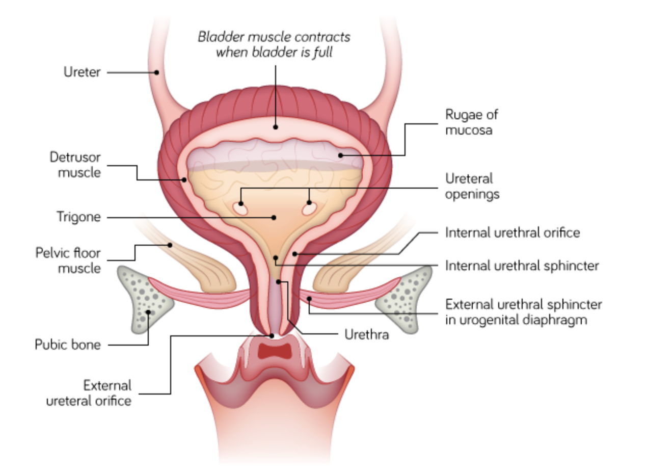 <p><span>The urethra is a continuation of the smooth muscle of the bladder but it also contains a skeletal muscle sphincter, the external urethral sphincter, which is under voluntary control.</span></p>