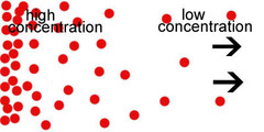 <p>- Difference in the concentration of a substance from one location to another</p>