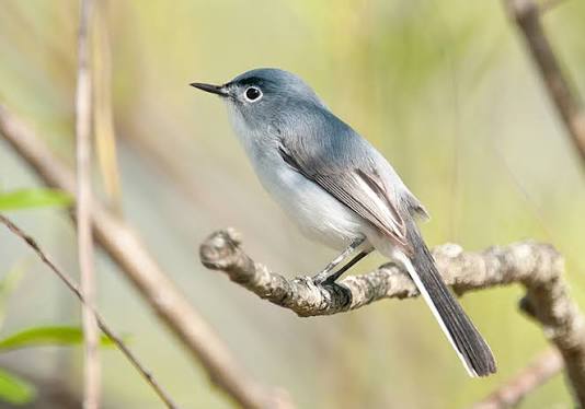 <p>Blue-gray Gnatcatcher</p>