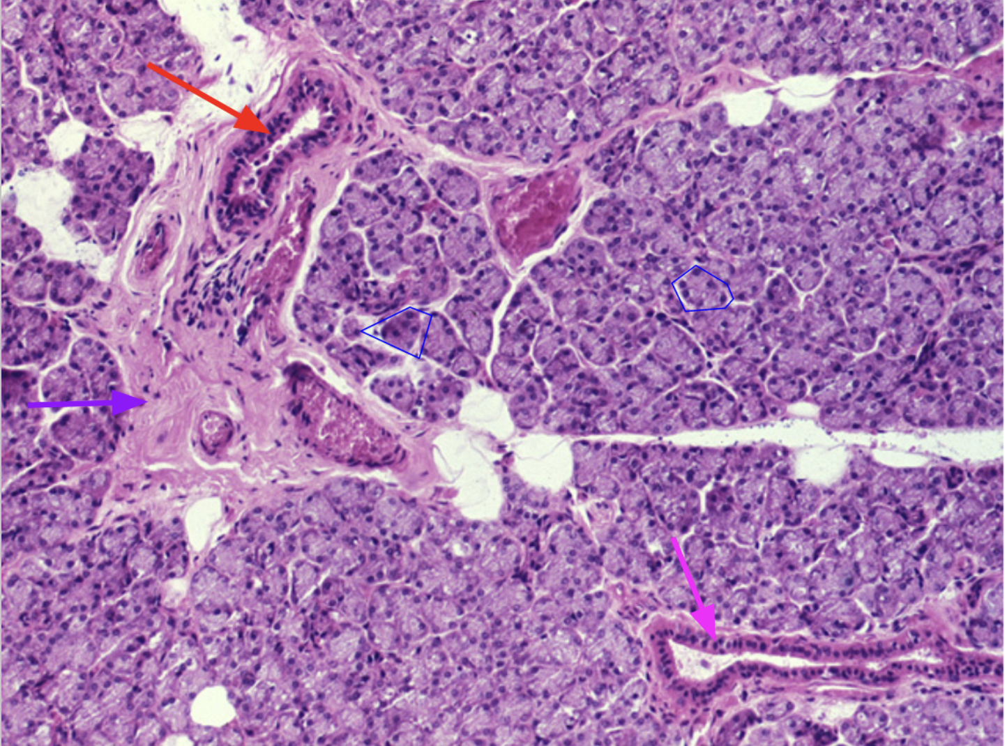 <p>What organ is this? Identify. What is the function of the blue?</p>