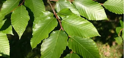 <p>smooth </p>