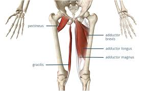 <p>located in <u>inner thigh</u>; adduct,rotate,flex thigh</p>