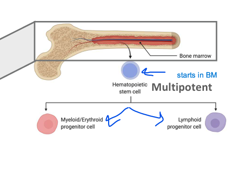 <p>cells; hematopoietic; Myeloid; Lymphoid</p>
