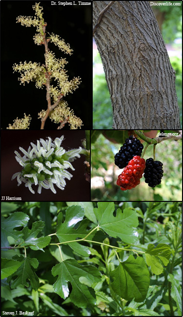 <p>Native to AR</p><p>Leaves alternate, simple</p><p>leaves are asymmetrical, toothed</p>