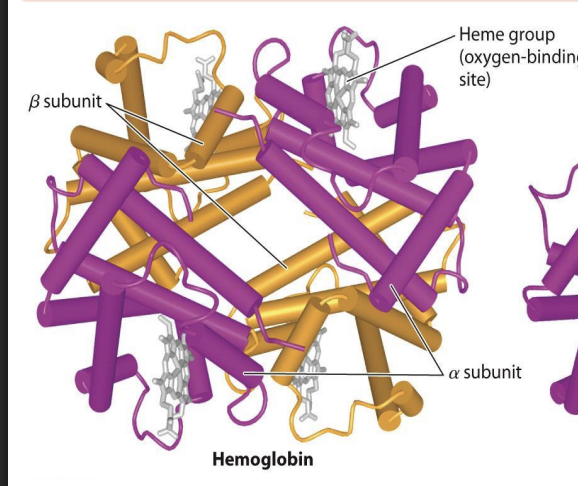 <ul><li><p>4 Heme groups → higher carrying capacity for oxygen</p></li></ul><p></p>