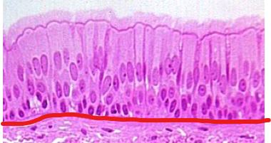 <p>Membrane </p>