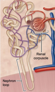 <p>renal corpuscles are located at periphery of renal cortex, </p><p>Nephron loop is short </p><p>85% </p>