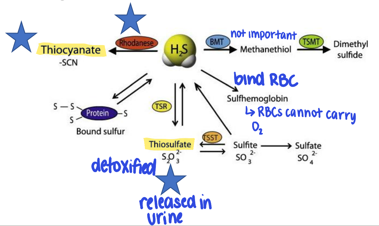 <ul><li><p><strong>rhodanese</strong> (enzyme) converts to <strong>thiocyanate</strong></p></li><li><p>detoxified to <strong>thiosulfate</strong> → excreted in urine</p></li><li><p>can bind to RBCs → sulfhemoglobin</p></li></ul><p></p>