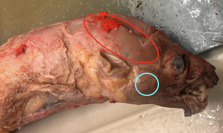 <p>A= red circle B= blue circle</p>
