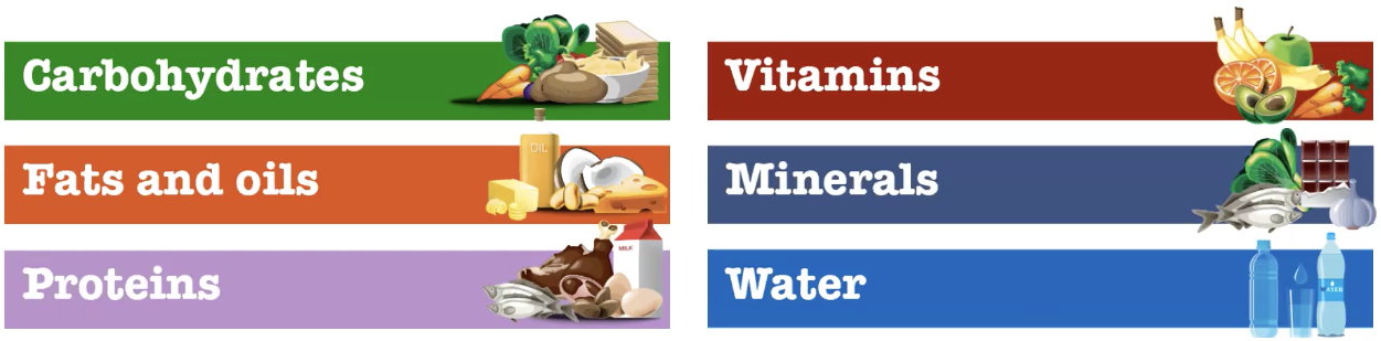 <p>nutrients our body need by cannot be made by the body so we obtain them from what we eat</p><ul><li><p>cannot be made at a rate sufficient to meet needs</p></li><li><p>required in diet</p></li></ul><p></p>