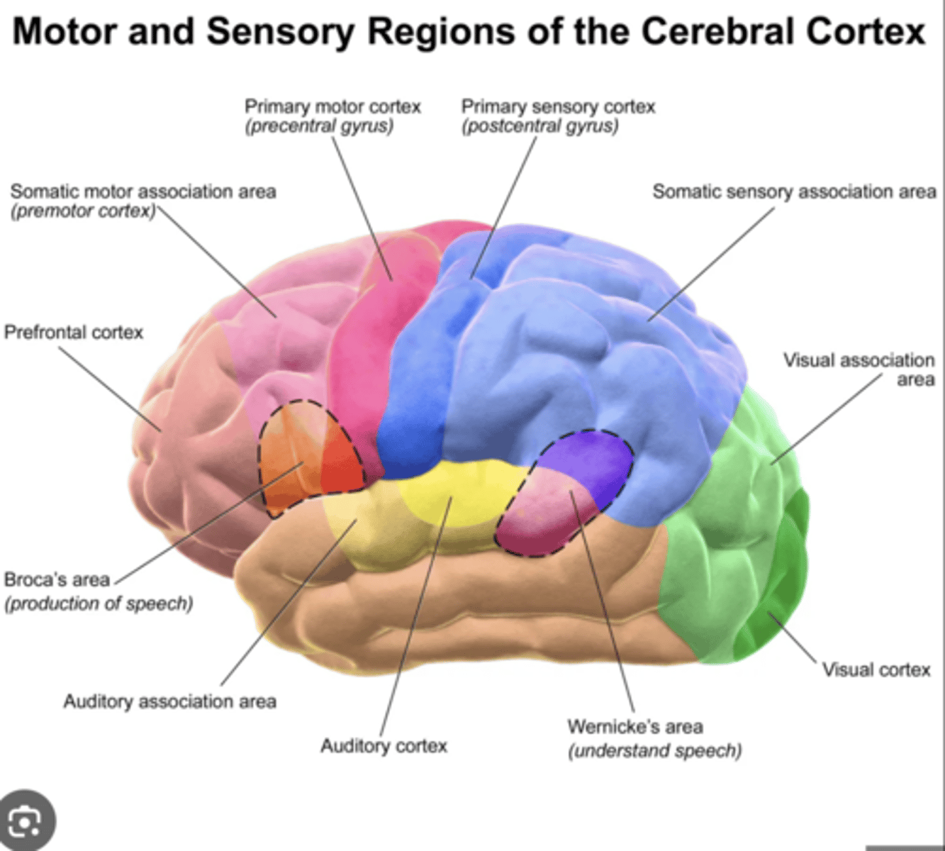 <p> responsible for language comprehension and production. Damage here leads to Wernicke's aphasia, a kind of fluent aphasia where speech sounds fluent and normal but doesn't have meaning.</p><p>It is located in the temporal lobe on the left side of the brain and is responsible for the comprehension of speech.</p>