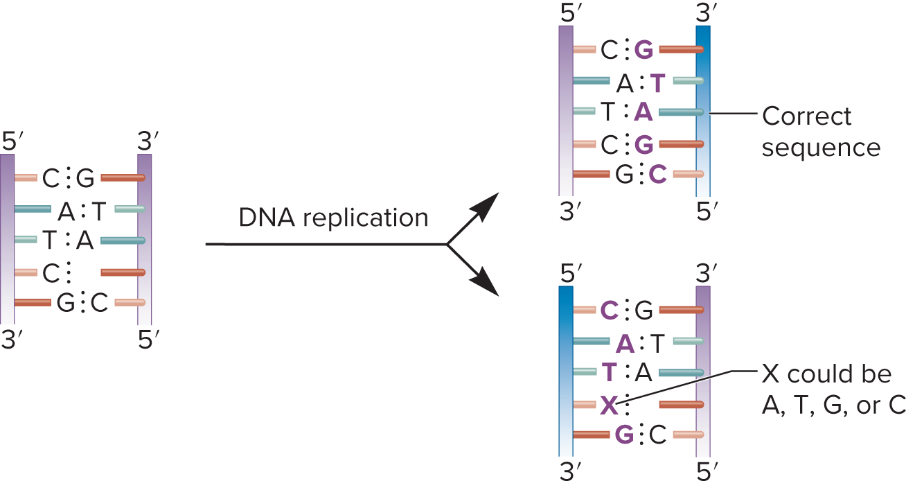 <ul><li><p><span style="background-color: transparent; font-family: "Times New Roman", serif;">there is no complementary base present to specify the base</span></p></li></ul><p></p>