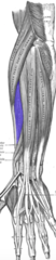 <p>O: Lateral supracondylar ridge</p><p>I: Base of 3rd metacarpal (dorsally) </p><p>A: Wrist extension and radial deviation, elbow flexion</p><p>N: Deep Radial Nerve, C7, C8</p>