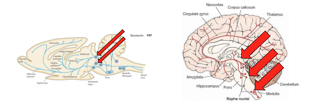 <p><strong>Serotonergic neurons</strong></p>